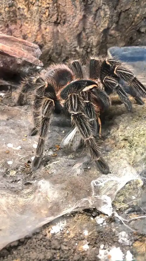 粗壮的巴伊亚猩红捕鸟蛛