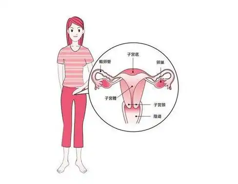 子宫写给每位女性的自白关于我你不知道的7件事