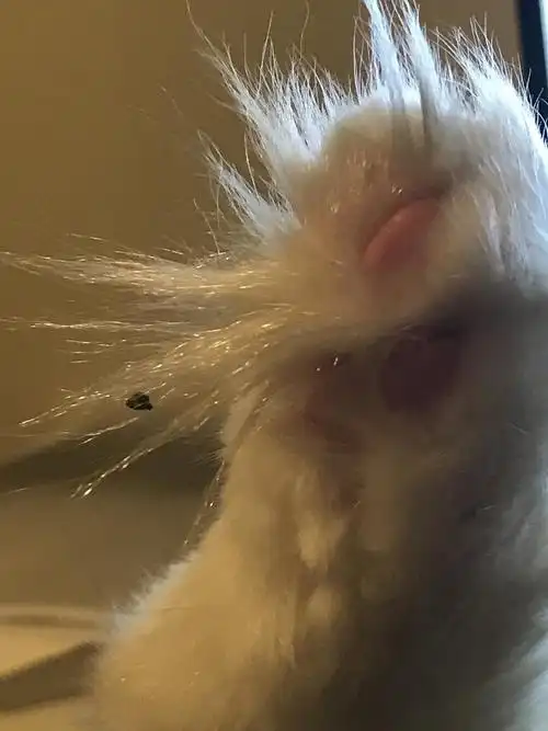 长毛小猫咪屁股粘有没有什么好的办法