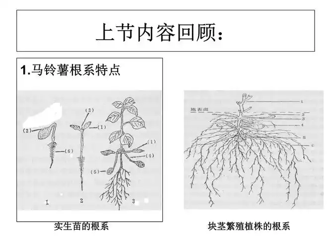 马铃薯的茎与切块技识介绍与讲解.ppt