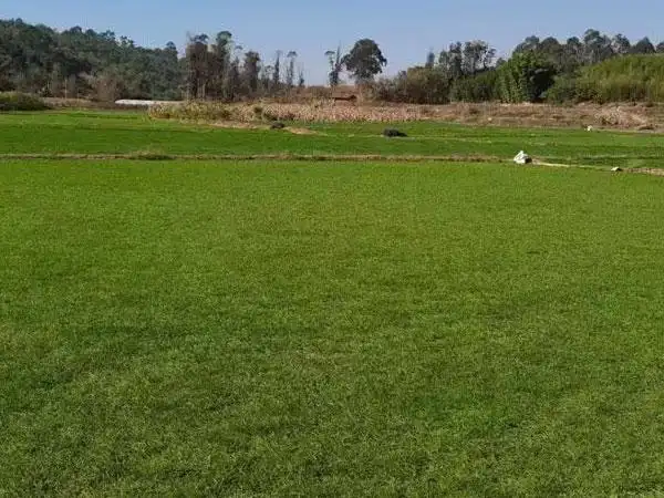 铁岭草坪,铁岭草卷,辽宁草坪基地-东方苗木网