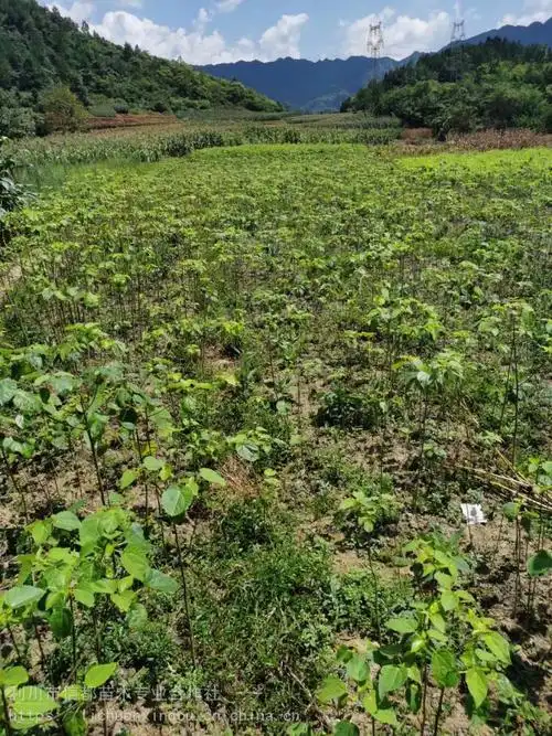 绿化造林用山桐子苗落叶乔木耐寒水冬瓜树苗行道树山桐子苗基地
