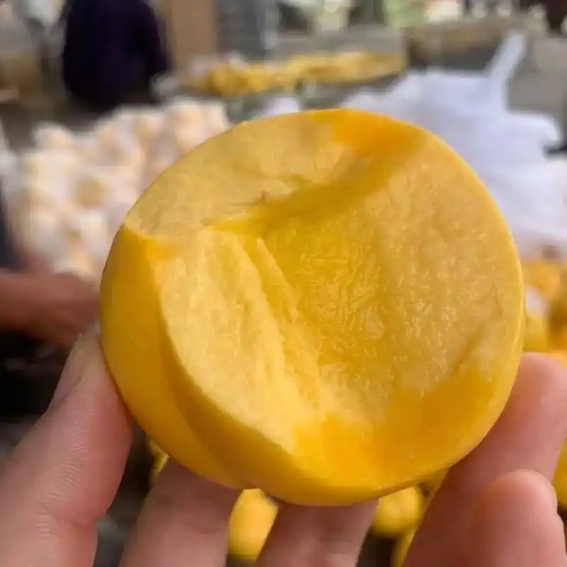 一年一度老家沂蒙山特色黄油桃开始了