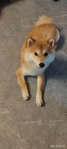 八千买的柴犬,十个月大了还没有爆脸,是被骗了吗?