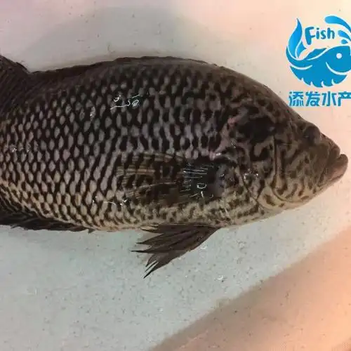 批发淡水石斑鱼苗淡水珍珠石斑鱼苗珍珠斑鱼苗量大价优