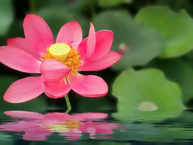 荷花图像处理效果图