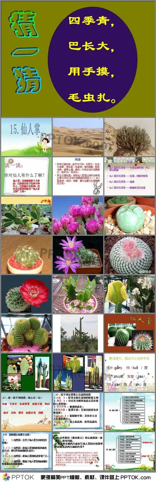 《仙人掌》内容课件ppt