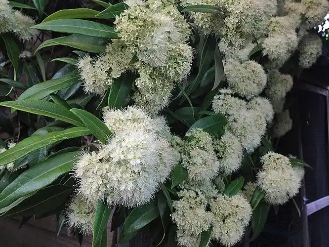 lemon myrtle a tasty tree