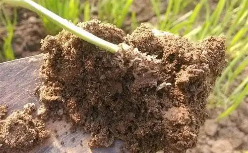 地蛆虫发生原因生活习性和防治措施