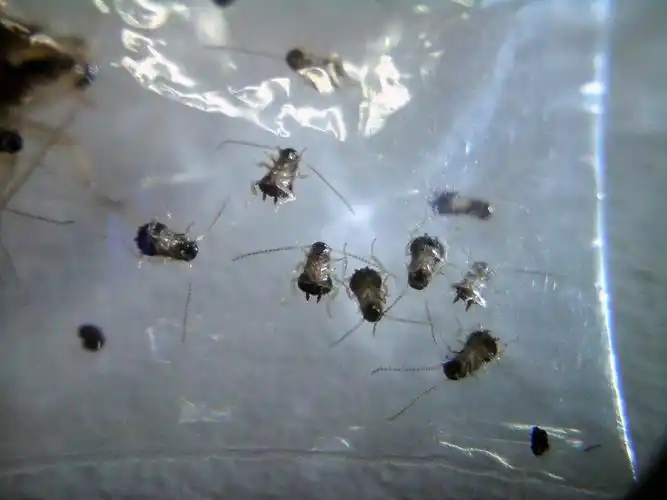 蟑螂的幼体 可能是德国小蠊