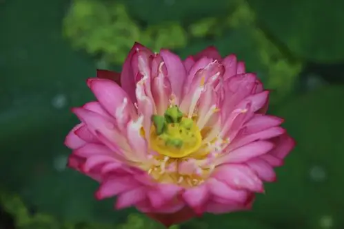 桥头万盆观赏荷花竞相绽放进入绽放季