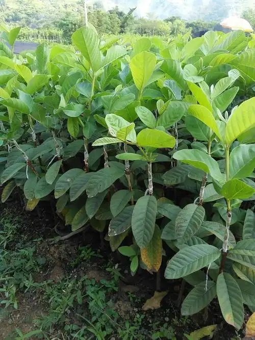 番石榴苗台湾番石榴苗