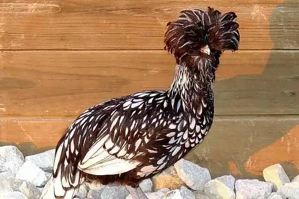 波兰鸡也叫贵妇鸡,波兰鸡母鸡不仅很会下蛋,还是一种著名的欧洲观赏鸡
