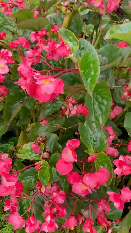 【秋海棠】又叫相思草,听上去带有满满的愁绪.花语是:呵护,苦恋.