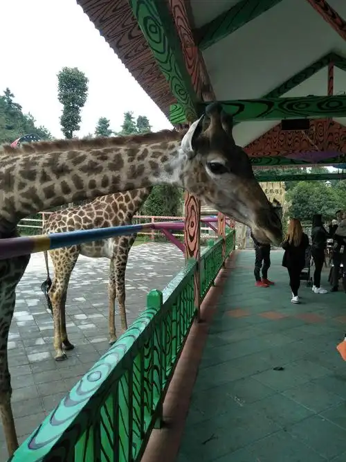 今天,我和爸爸,妈妈一起去参观了贵阳野生动物园,看到了我以前一直没