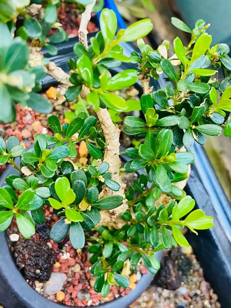 凤凰山经典苹果叶系列:天珠#雀舌黄杨盆景 #好看的花一定要分 - 抖音