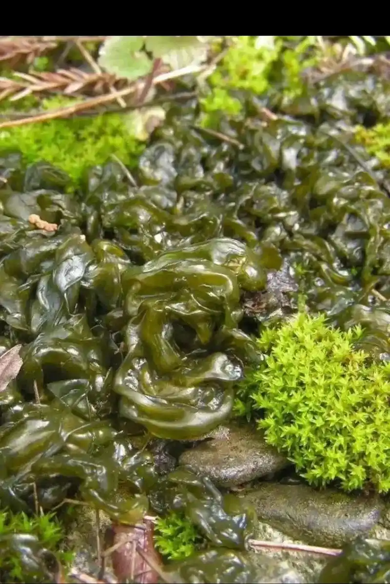 大自然的馈赠,别名地皮菜,只有下雨天过后才会出现,营养丰富 - 抖音