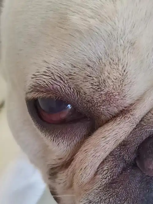 求救贴 ! 法斗眼睛发炎怎么办