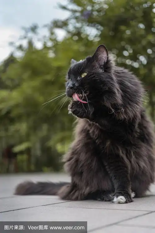 家养的长毛黑猫坐在室外的花园里.