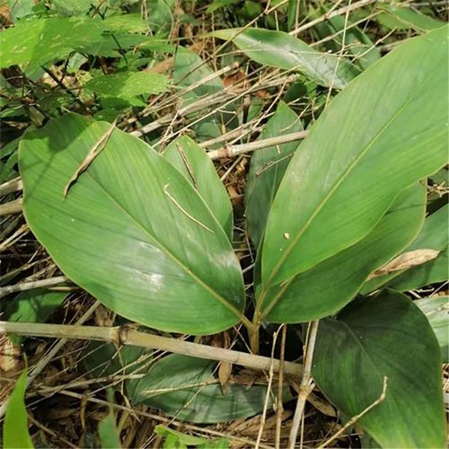 野山姜 九姜连 九节莲 姜节风种苗姜节风新鲜--爱鉴花 智能清新生活