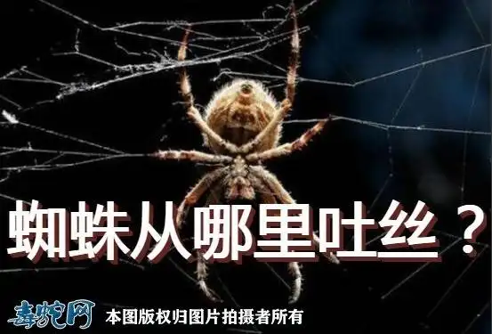 蜘蛛从哪里吐丝