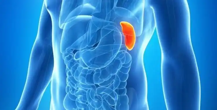 脾脏的功能(脾的四大功能网易)_捷讯网