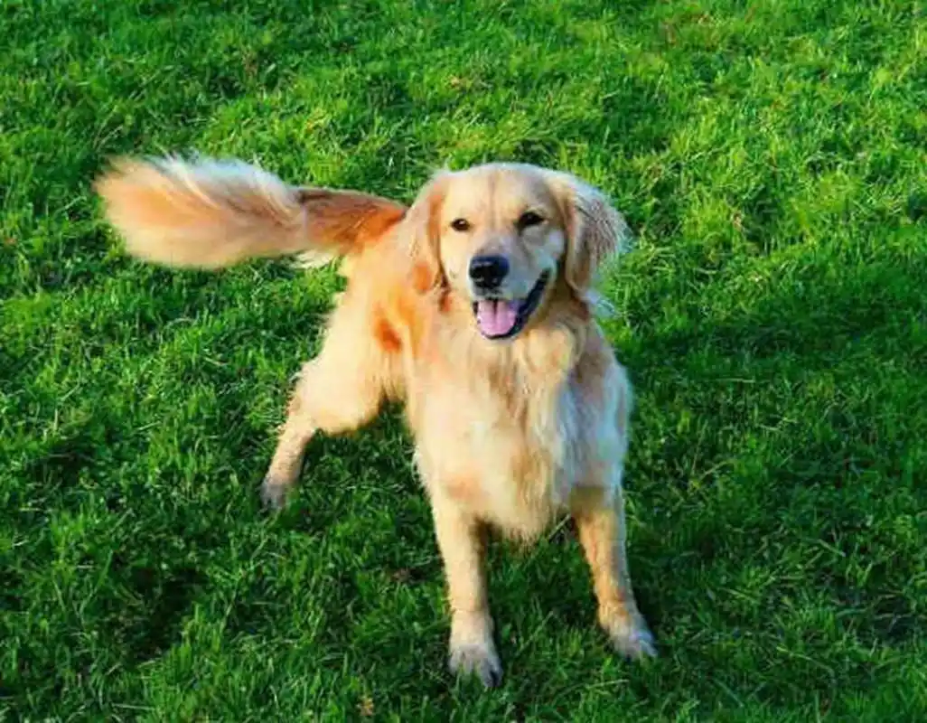 狗尾巴有什么作用?除了表达自己的情感,还有一些"秘密用处"