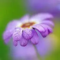 微信头像紫色花朵图片【点击鼠标右键下载】