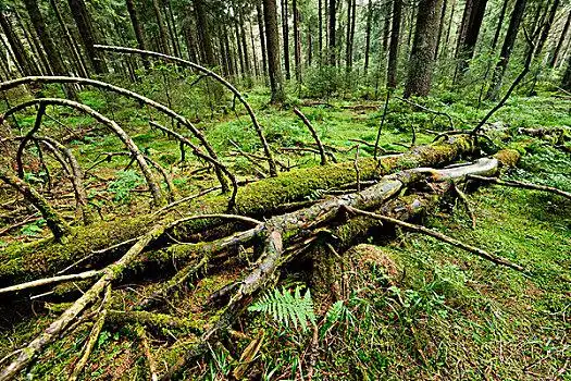 枯木,原始,云杉,树林,挪威针杉,欧洲云杉,哈尔茨山,国家公园,下萨克森