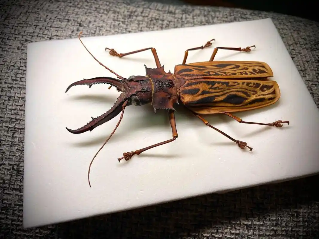 鹿角长牙大天牛   来自秘鲁的鹿角长牙天牛 也是明星物种了 很早就很