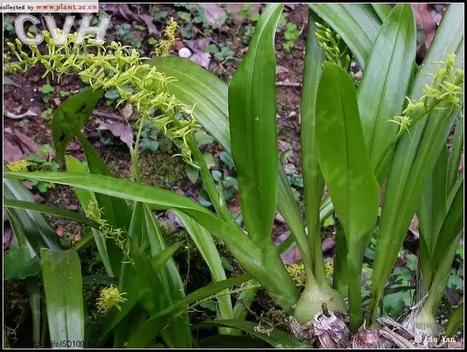 扇唇羊耳蒜liparis stricklandiana rchb. f.