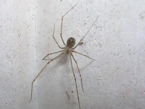 漳州首次在进口废纸中截获蜘蛛类生物