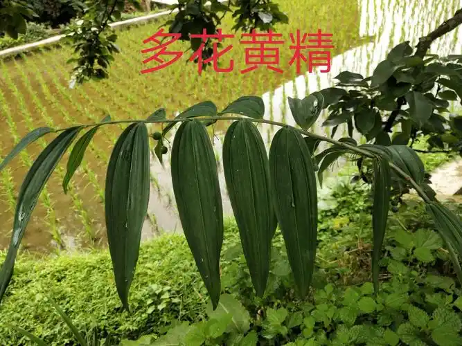黄精的叶子比较狭长,玉竹的圆