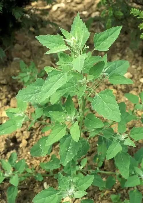 灰灰菜的功效与作用(灰灰菜的功效和吃法)