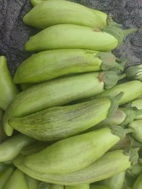 云南冰川茄子,面包茄,竹丝茄