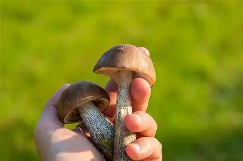 鹿茸的功效与作用吃法用什么煲(鹿茸菇的功效有哪些) | 锁阳号_分享各