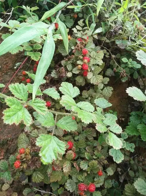 三月泡的功效与作用三月泡常用量一般可以取鲜12两