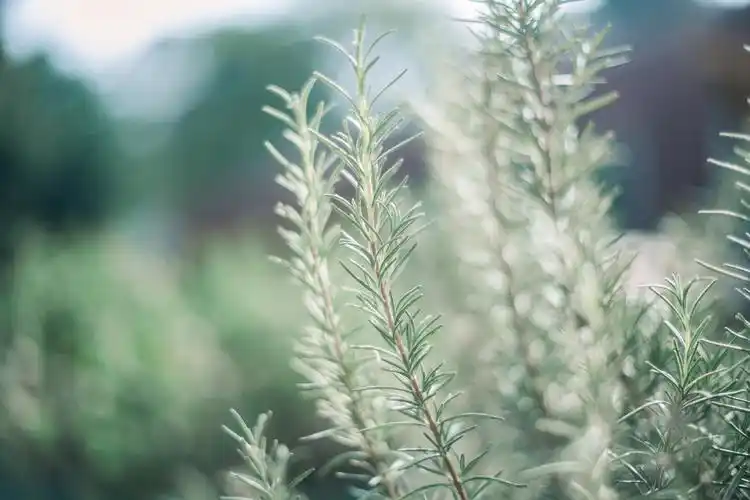 圣母的玫瑰——迷迭香高清壁纸