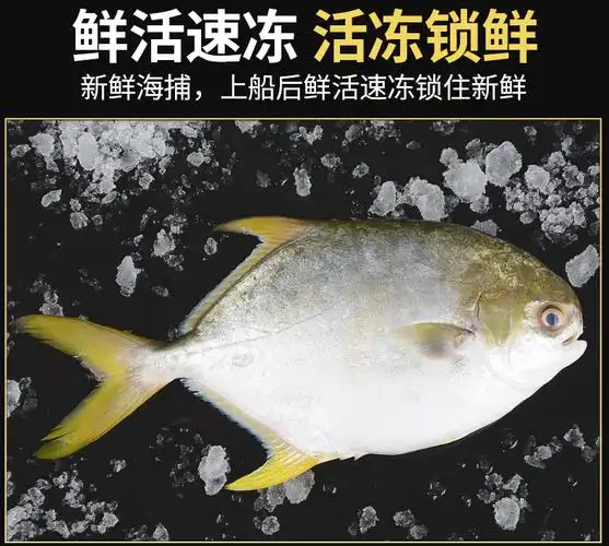 金鲳鱼新鲜冷冻鲜活海鲜鱼大平鱼鲳鳊鱼冰冻水产大金鲳鱼金鲳鱼新鲜十