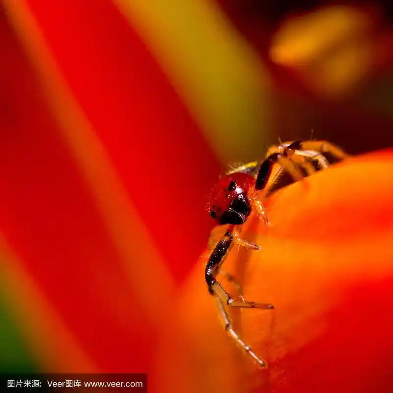 近距离观察活体红蜘蛛