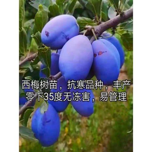 西梅苗树苗果树庭院种植特大当年结果南方北方盆栽西梅李子树苗