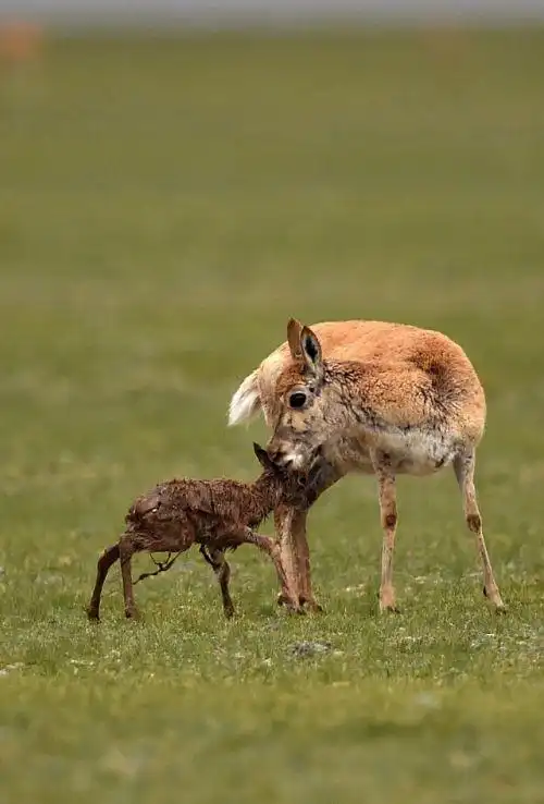 在"生命禁区"迎接新生——直击藏羚羊产仔