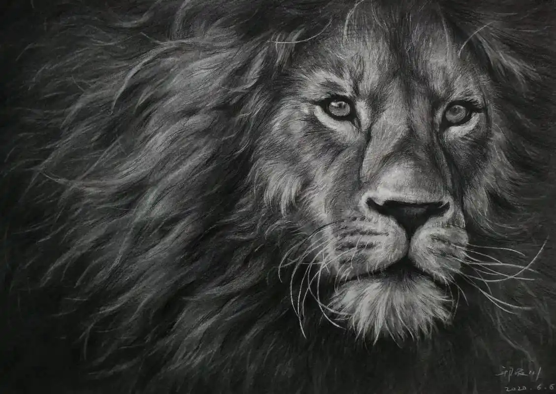 发一组动物素描集锦,爱画动物,因为喜欢动物的灵动,真挚和自然 - 抖音