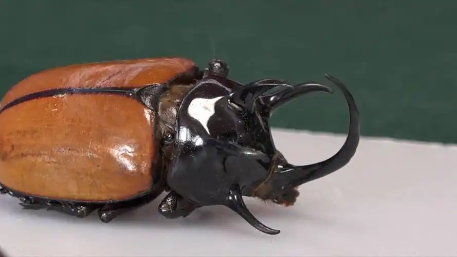 61秒丨昆虫标本装模型北京海关截获体型最大天牛