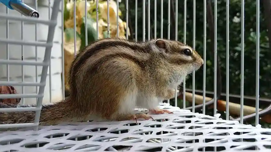 【金花松鼠】2017.8.9 蠢七看下雨