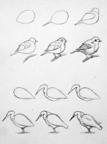 铅笔画 素描 简笔画教程 鸟 卡通手绘