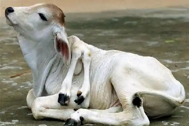 一只"变异猫"若从福岛核辐射区逃出,它将给世界带来何种影响?