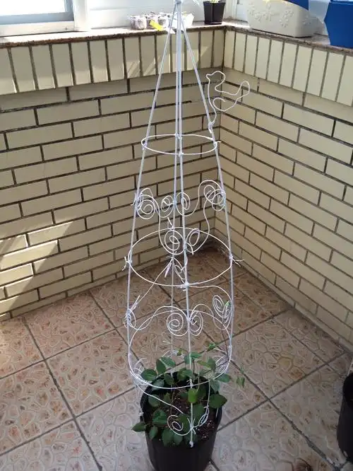 今天给铁线莲diy了个花架