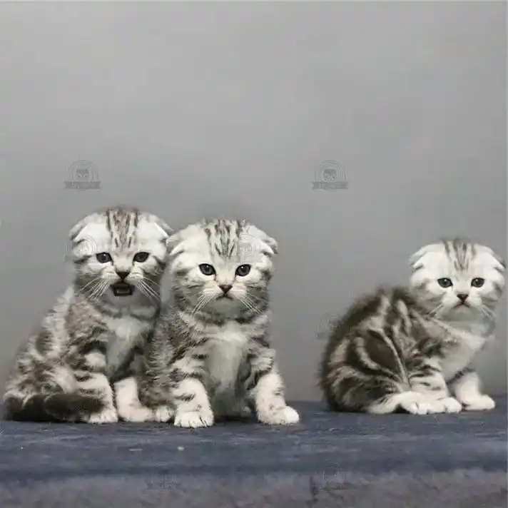 美短折耳猫猫找好人家.