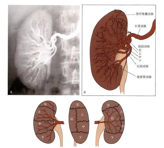 肾动脉是腹主动脉的分支,分支处在平l1和l2椎体之间.